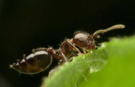  红火蚁咬伤后应该怎么做 蚂蚁咬怎么救 疾病知识 第2张