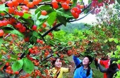 璧山樱桃节怎么走 璧山樱桃节开幕时间