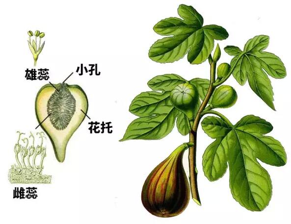 无花果真的没有花吗 无花果有没有花朵