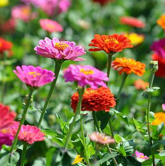 百日菊花语和百日菊花期 百日菊好养护吗.jpg 百日菊花语和百日菊花期 百日菊好养护吗 养花知识 第1张