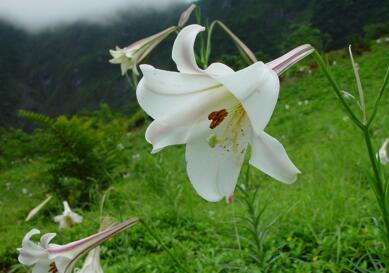 百合花培育技巧 百合花培育种植注意事项