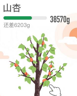蚂蚁森林新品树种 什么是蚂蚁森林山杏树.jpg
