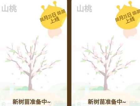 蚂蚁森林新品树种 什么是蚂蚁森林山桃树.jpg