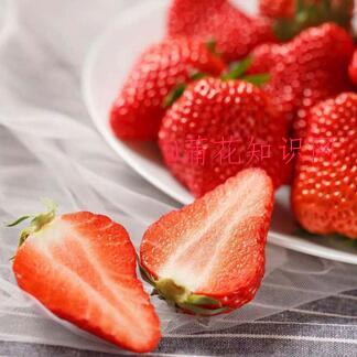 草莓冬天如何护理 草莓冬天如何培育成长