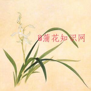 抖音我从山中来什么梗 带着兰花草什么梗.jpg 抖音我从山中来什么梗 带着兰花草什么梗 歌曲指南 第1张