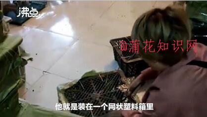 什么是宠物盲盒 宠物盲盒都是活体动物吗.jpg