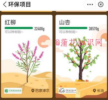 蚂蚁森林新品树种 什么是蚂蚁森林红柳树.jpg