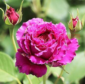 什么是玫红蕾丝月季 玫红花边花期有多久