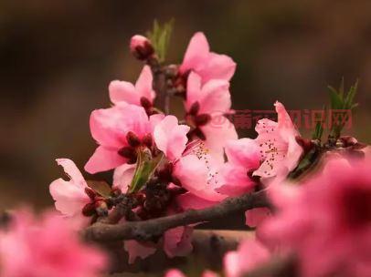 抖音我的桃花运来到了 我会拥你在我怀抱